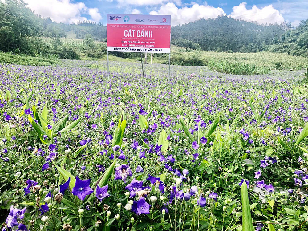 Vùng trồng dược liệu Cát cánh của Dược Nam Hà ở Bắc Hà, Lào Cai